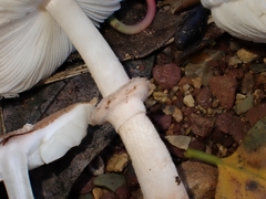 Leucoagaricus sublittoralis