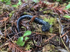 Aneides flavipunctatus