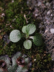 Arabidopsis thaliana