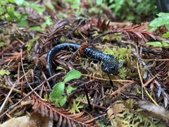 Aneides flavipunctatus