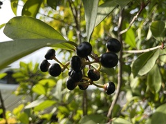 Ardisia squamulosa