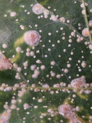 Aspidiotus hedericola