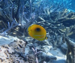 Chaetodon bennetti