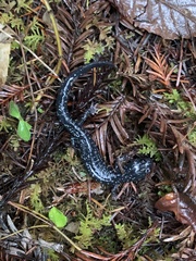 Aneides flavipunctatus