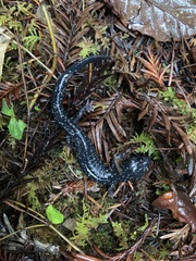 Aneides flavipunctatus