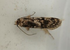 Barea exarcha