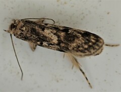 Barea exarcha