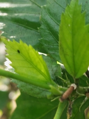 Aphis gossypii