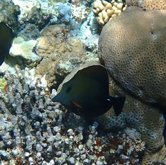 Zebrasoma scopas