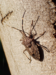 Alcaeus varicornis