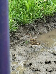 Rostratula benghalensis