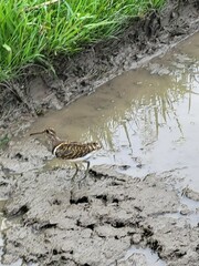 Rostratula benghalensis