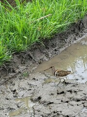 Rostratula benghalensis