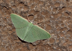 Xenochlorodes magna