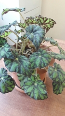 Begonia bowerae