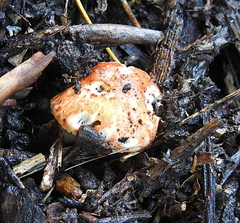 Leucoagaricus rubrotinctus