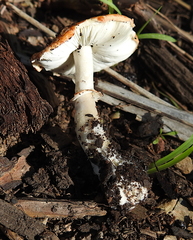 Leucoagaricus rubrotinctus