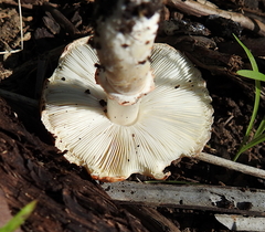 Leucoagaricus rubrotinctus