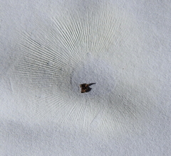 Leucoagaricus rubrotinctus