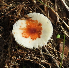 Leucoagaricus rubrotinctus