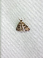 Hygraula nitens