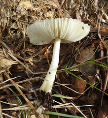 Leucoagaricus rubrotinctus