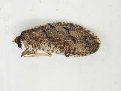 Wesmaelius subnebulosus