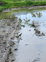 Rostratula benghalensis