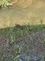 Rostratula benghalensis