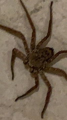 Selenops mexicanus