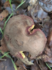 Xerocomellus mendocinensis