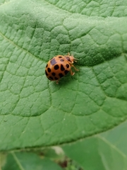 Henosepilachna vigintioctopunctata