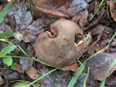 Xerocomellus mendocinensis