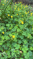 Oxalis dillenii
