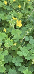 Oxalis dillenii