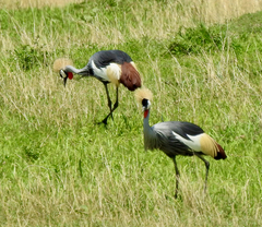 Balearica regulorum