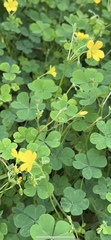 Oxalis dillenii