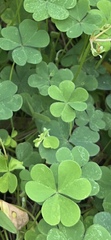 Oxalis dillenii