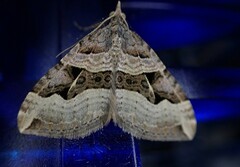 Xanthorhoe semifissata