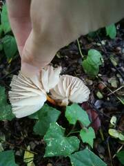 Marasmius maximus