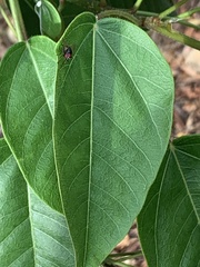 Chrysomya megacephala