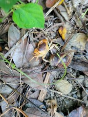 Decapoda