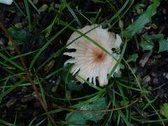 Marasmius maximus