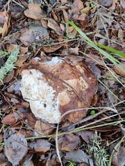 Leucopaxillus gentianeus