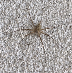 Tamopsis