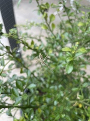 Argiope protensa