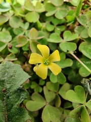 Oxalis exilis