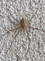 Tamopsis