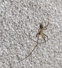 Tamopsis
