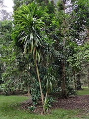 Cordyline obtecta